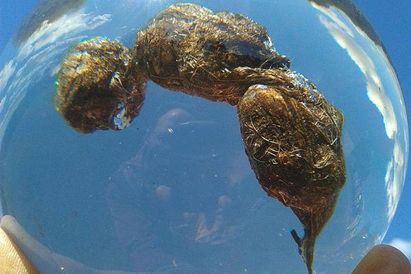 符文工厂5龙喂火水晶有什么用